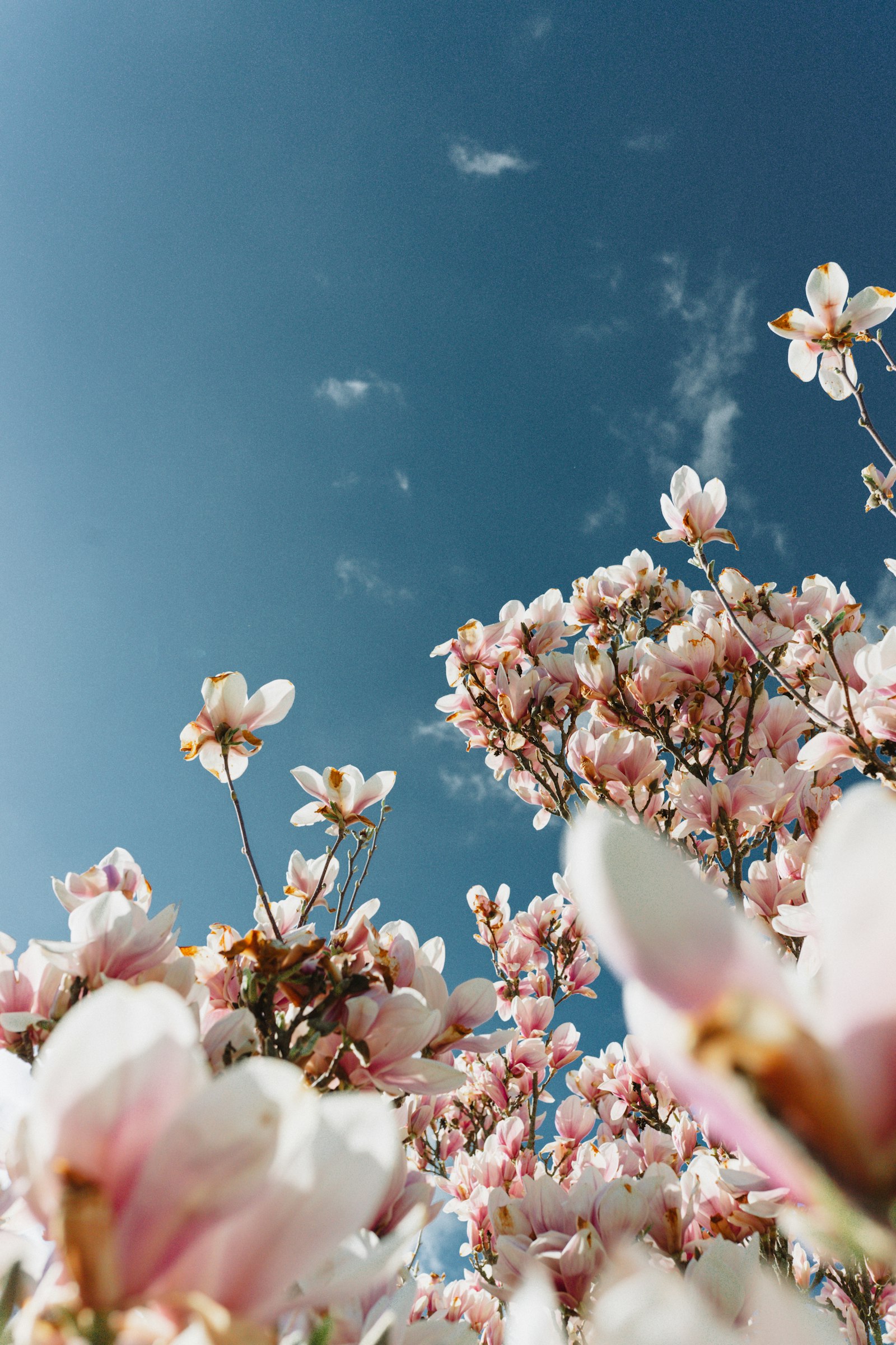 Flores de cerezo blancas y rosadas en plena floración primaveral